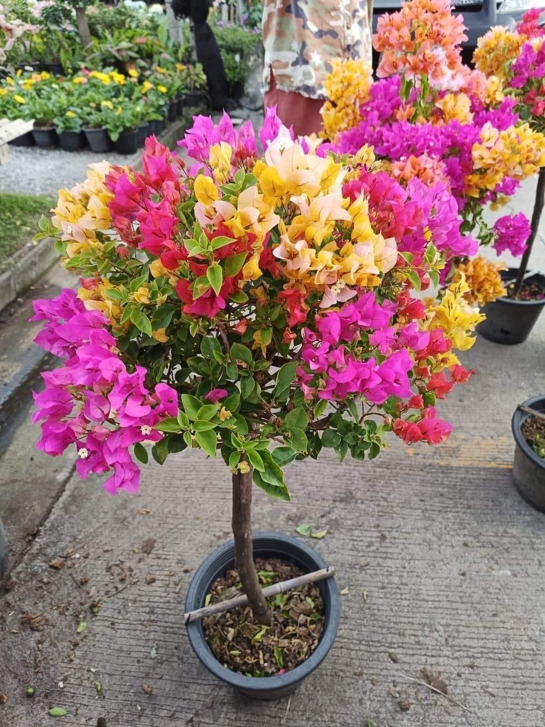Multicolored Bougainvillea Seedling - Queen of Delight